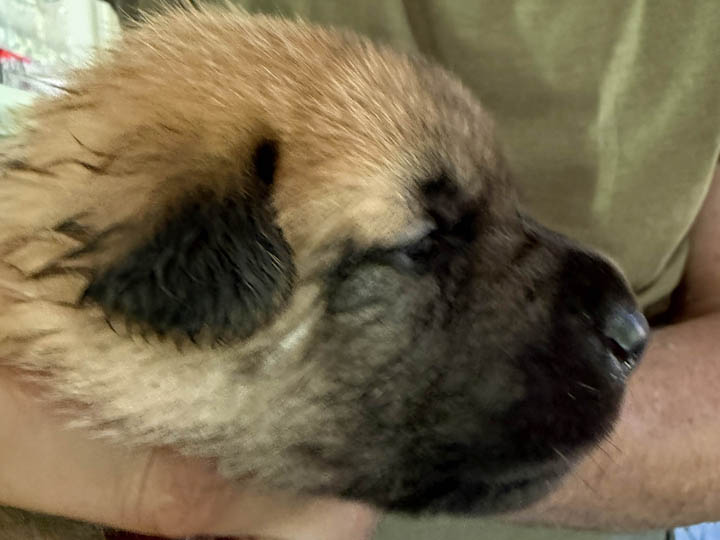chinook puppy